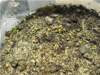 a89fd28d-Echinopsis subdenudata.jpg